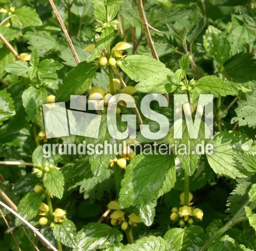 Goldnessel-5.jpg